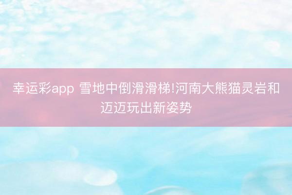 幸运彩app 雪地中倒滑滑梯!河南大熊猫灵岩和迈迈玩出新姿势