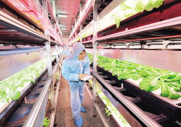 北京建成首个自主知识产权大型植物工厂
