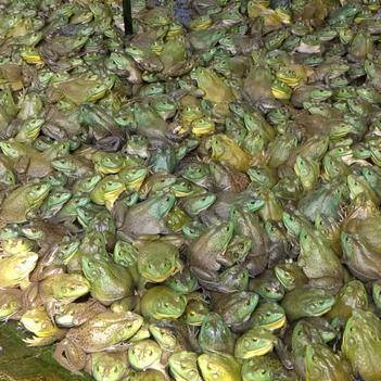 农产品批发供应商梁健伟 携手惠农网，助力阳江农产品流通