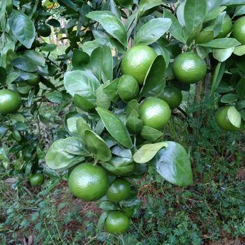 李道锦 深耕阳江农产品批发，惠农网上的诚信供应商